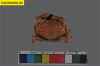 藏品(肉球皺蟹)的圖片